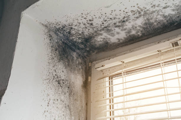 Affordable Mold Cleanup solutions in Louisville, CO
